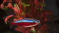 Neon tetra fish