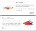 Neon Tetra Fish and Flasher Vector Illustration