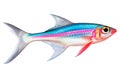 Neon Tetra fish isolated on white or transparent background. Close-up of colorful fish, side view. A graphic design