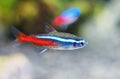 Neon tetra