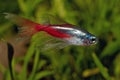 Neon tetra Royalty Free Stock Photo