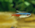 Neon Tetra, paracheirodon innesi, Aquarium Fish Royalty Free Stock Photo