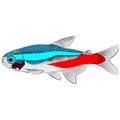 Neon tetra, Paracheirodon innesi aquarium tropical freshwater fish. characin family freshwater fish graphic illustrations Royalty Free Stock Photo