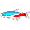 Neon tetra, Paracheirodon innesi aquarium tropical freshwater fish. characin family freshwater fish graphic illustrations Royalty Free Stock Photo