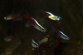 Neon tetra Paracheirodon innesi  freshwater aquarium fish school Royalty Free Stock Photo