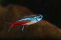 Neon tetra Paracheirodon innesi  freshwater fish Royalty Free Stock Photo