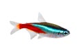 Neon Tetra Paracheirodon innesi freshwater fish isolated Royalty Free Stock Photo