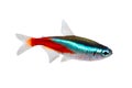 Neon Tetra Paracheirodon innesi freshwater fish isolated