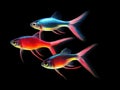 Ai Generated illustration Wildlife Concept of Neon Tetra Paracheirodon innesi freshwater fish isolated Royalty Free Stock Photo