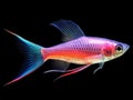 Ai Generated illustration Wildlife Concept of Neon Tetra Paracheirodon innesi freshwater fish isolated Royalty Free Stock Photo