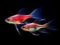 Neon Tetra Paracheirodon innesi freshwater fish isolated Royalty Free Stock Photo