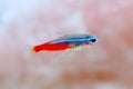 Neon Tetra Paracheirodon innesi freshwater tropical fish Royalty Free Stock Photo