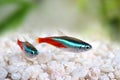 Neon Tetra Paracheirodon innesi freshwater tropical fish Royalty Free Stock Photo