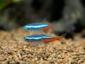 Neon tetra Paracheirodon innesi isolated on a fish tank with blurred background