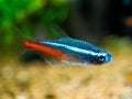 Neon tetra Paracheirodon innesi isolated macro close up on a fish tank with blurred background Royalty Free Stock Photo