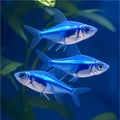 Neon Tetra School, Aquatic Life, Nature Photograph Royalty Free Stock Photo