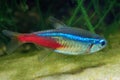 Neon tetra Tropical fish Paracheirodon Innesi Royalty Free Stock Photo