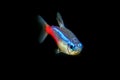 Neon tetra Tropical fish Paracheirodon Innesi Royalty Free Stock Photo