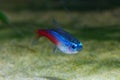 Neon tetra Tropical fish Paracheirodon Innesi Royalty Free Stock Photo