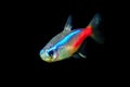 Neon tetra Tropical fish Paracheirodon Innesi Royalty Free Stock Photo