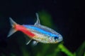Neon tetra Tropical fish (Paracheirodon Innesi