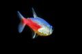 Neon tetra Tropical fish (Paracheirodon Innesi Royalty Free Stock Photo