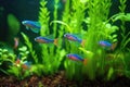 neon tetras schooling together in a lush planted tank