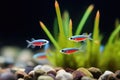 neon tetras in still water with dark smooth stones