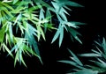 Neon tropical bamboo with leaves