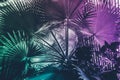 Neon tropical palm leaf Inspiration surreal minimal abstract background Royalty Free Stock Photo