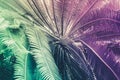 Neon tropical palm leaf Inspiration surreal minimal abstract background