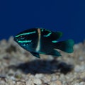 Neon Velvet Damselfish