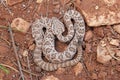 Neonate Grand Canyon Pink Rattlesnake Crotalus oreganus abyssus