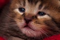 Neonate kitten Royalty Free Stock Photo