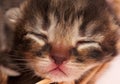 Neonate kitten