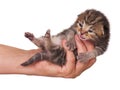 Neonate kitten Royalty Free Stock Photo