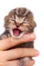 Neonate kitten Royalty Free Stock Photo