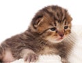 Neonate kitten