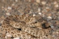 Neonate Prairie Rattlesnake Royalty Free Stock Photo