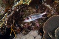 Neoniphon sammara fish swimming around a sharp textured coral reef under the sea