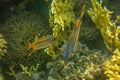 Neoniphon Sammara, The Sammara Squirrelfish, also known as the blood-spot squirrelfish, slender squirrelfish, spotfin squirrelfish