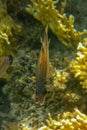 Neoniphon Sammara, The Sammara Squirrelfish, also known as the blood-spot squirrelfish, slender squirrelfish, spotfin squirrelfish