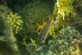 Neoniphon Sammara, The Sammara Squirrelfish, also known as the blood-spot squirrelfish, slender squirrelfish, spotfin squirrelfish