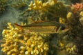 Neoniphon Sammara, The Sammara Squirrelfish, also known as the blood-spot squirrelfish, slender squirrelfish, spotfin squirrelfish