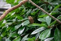 Neope butterfly sitting on fresh and bright green leaves of a tropical plant in a park