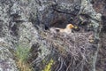 Neophron percnopterus, Egyptian Vulture