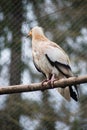 Neophron percnopterus ginginianus raptor standing on tree branch Royalty Free Stock Photo