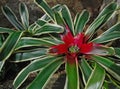 Neoregelia bromeliad