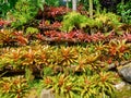 Neoregelia Bromeliad garden for background