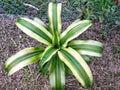 Neoregelia carolinae or Blushing Bromeliad is a species in the genus Neoregelia